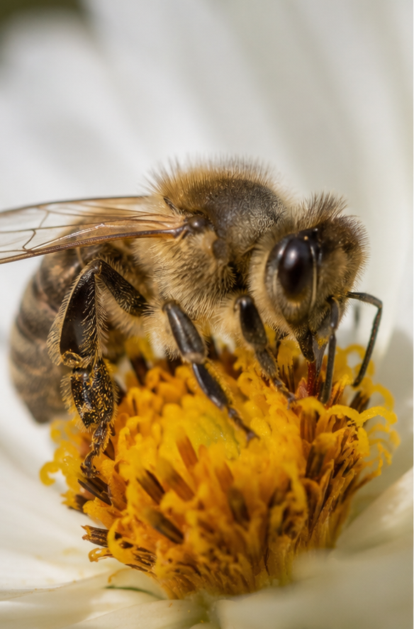 abeille-KI