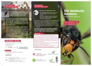 Die asiatische Hornisse