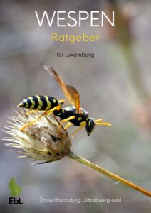 Wespen Ratgeber